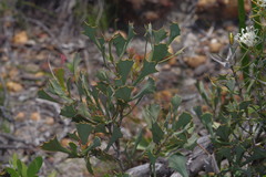 Hakea auriculata