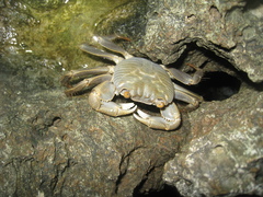 Geograpsus crinipes