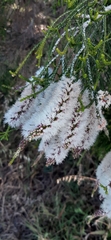 Melaleuca huegelii