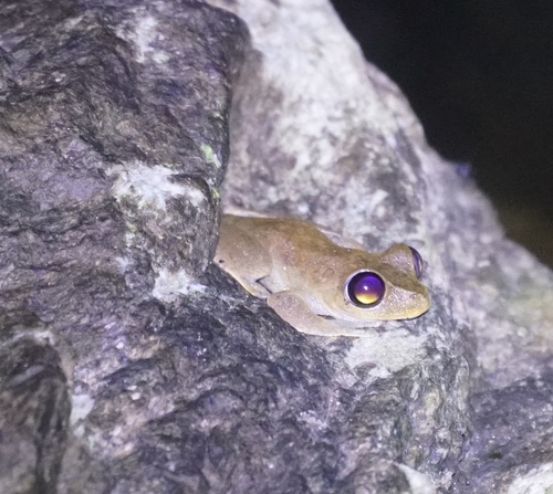 Eremnoculus dayi