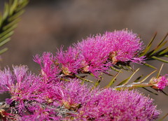 Melaleuca wilsonii