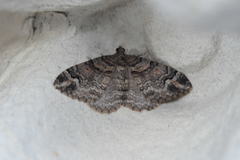 Catarhoe hortulanaria