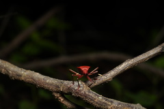 Probergrothius sanguinolens