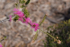 Melaleuca wilsonii