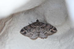 Catarhoe hortulanaria