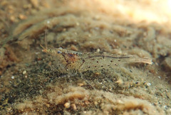 Caridina cantonensis