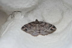 Catarhoe hortulanaria