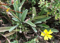 Goodenia willisiana