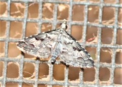 Diplopseustis perieresalis