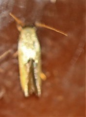 Opogona stenocraspeda