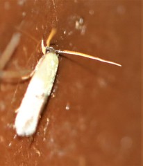 Opogona stenocraspeda