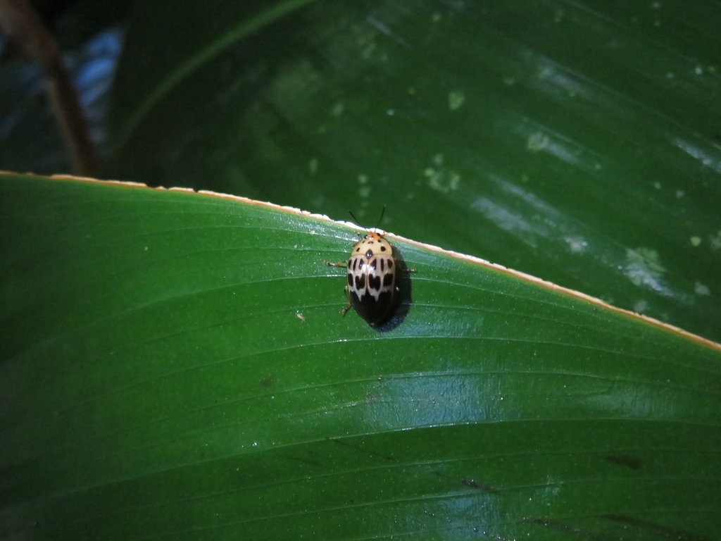 Prepopharus eduardoi