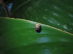 Prepopharus eduardoi