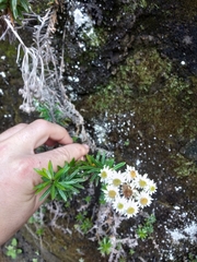 Anaphalioides subrigida