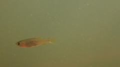 Aphyocypris normalis