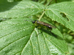 Tenthredo mesomela