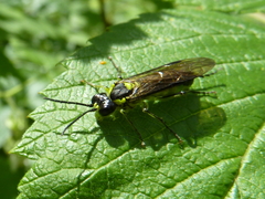Tenthredo mesomela