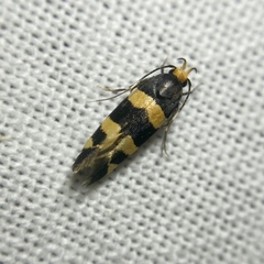 Limnaecia polycydista