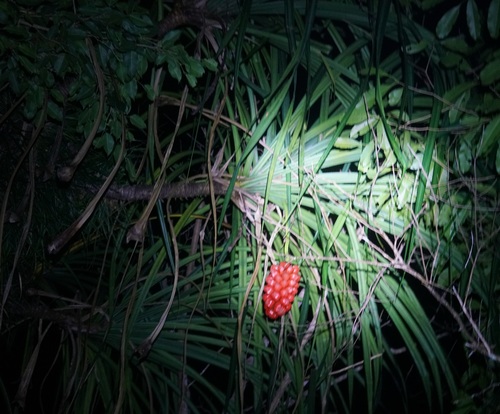 Image of Pandanus gemmifer by (c) Tim, some rights reserved (CC BY)