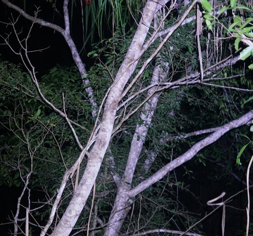 Image of Pandanus gemmifer by (c) Tim, some rights reserved (CC BY)