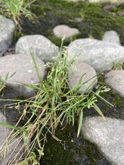 Poa annua