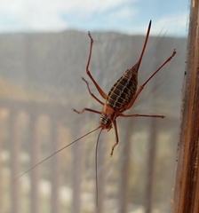 Sorapagus catalaunicus