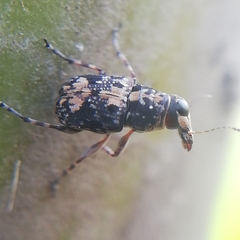Tropiderini
