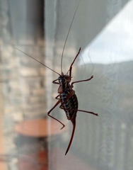 Sorapagus catalaunicus