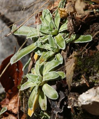 Saxifraga hostii