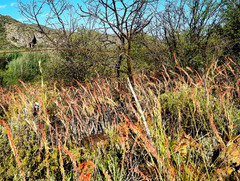 Gasteria brachyphylla