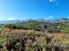 Gasteria brachyphylla