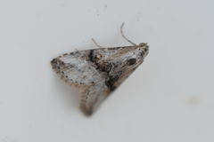 Zebeeba falsalis