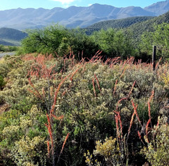 Gasteria brachyphylla