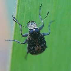 Tropiderini