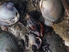 Cominella glandiformis