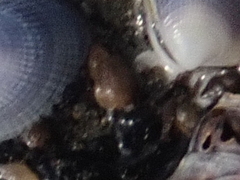 Potamopyrgus estuarinus