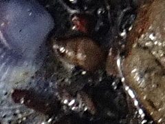 Potamopyrgus estuarinus