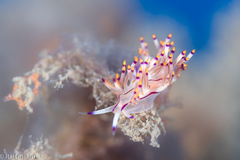 Coryphellina rubrolineata