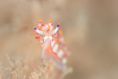 Coryphellina rubrolineata