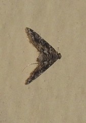 Elophila difflualis