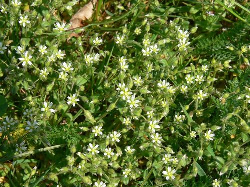 Penkiakuokė glažutė nuotrauka