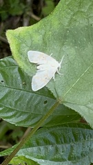 Schistophleps bipuncta