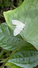 Schistophleps bipuncta