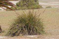 Lomandra hastilis