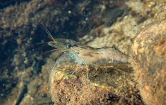 Macrobrachium venustum