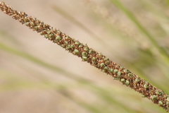 Lomandra hastilis