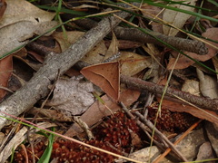 Epidesmia chilonaria