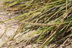 Lomandra hastilis