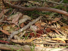 Epidesmia chilonaria