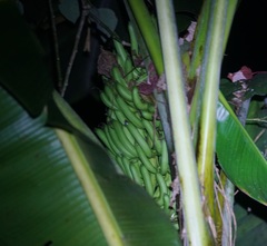 Musa banksii